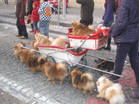 вот как собачек выгуливать нужно.